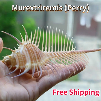 Murextriremis (Perry) Естествени мивки Вещици, проби корали, колекция бижута от черупки, подаръци, Безплатна доставка, Океански декор